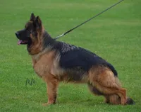 Long coat blue & Tan , a male German Shepherd Dog for sale in West Monroe, LA – Photo 4 of 10