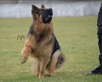 Long coat blue & Tan , a male German Shepherd Dog for sale in West Monroe, LA – Photo 6 of 10