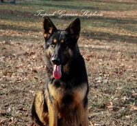 Long coat blue & Tan , a male German Shepherd Dog for sale in West Monroe, LA – Photo 5 of 10