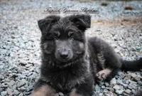 Long coat blue & Tan , a male German Shepherd Dog for sale in West Monroe, LA – Photo 1 of 10