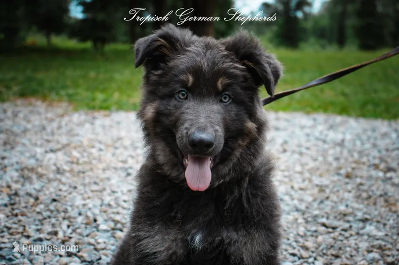 Long coat blue & Tan  – German Shepherd Dog puppy for sale in West Monroe, LA