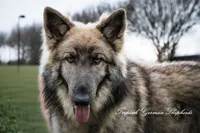 Long coat blue & Tan , a male German Shepherd Dog for sale in West Monroe, LA – Photo 8 of 10