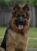 Long coat blue & Tan , a male German Shepherd Dog for sale in West Monroe, LA – Photo 7 of 10