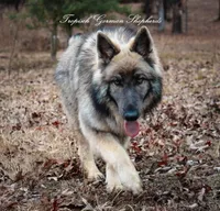 Long coat blue & Tan , a male German Shepherd Dog for sale in West Monroe, LA – Photo 3 of 10