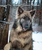 Long coat blue & Tan , a male German Shepherd Dog for sale in West Monroe, LA – Photo 9 of 10