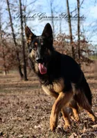 Long coat blue & Tan , a male German Shepherd Dog for sale in West Monroe, LA – Photo 10 of 10