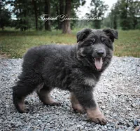 Long coat blue & Tan , a male German Shepherd Dog for sale in West Monroe, LA – Photo 2 of 10