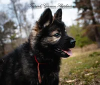 Red collar female, a female German Shepherd Dog for sale in West Monroe, LA – Photo 5 of 10