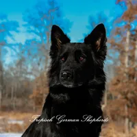 Red collar female, a female German Shepherd Dog for sale in West Monroe, LA – Photo 10 of 10