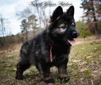 Red collar female, a female German Shepherd Dog for sale in West Monroe, LA – Photo 1 of 10