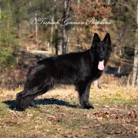Red collar female, a female German Shepherd Dog for sale in West Monroe, LA – Photo 7 of 10