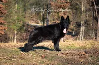 Purple collar female, a female German Shepherd Dog for sale in West Monroe, LA – Photo 6 of 9