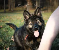 Red collar female, a female German Shepherd Dog for sale in West Monroe, LA – Photo 4 of 10