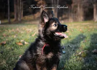 Red collar female, a female German Shepherd Dog for sale in West Monroe, LA – Photo 2 of 10