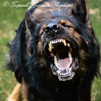 Red collar female, a female German Shepherd Dog for sale in West Monroe, LA – Photo 8 of 10