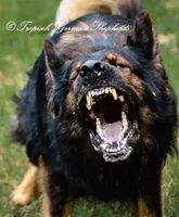 Purple collar female, a female German Shepherd Dog for sale in West Monroe, LA – Photo 9 of 9