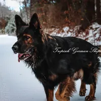 Red collar female, a female German Shepherd Dog for sale in West Monroe, LA – Photo 9 of 10