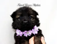 Purple collar female, a female German Shepherd Dog for sale in West Monroe, LA – Photo 1 of 9