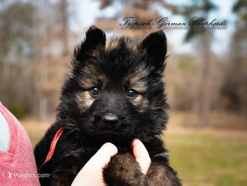Red collar female, a female German Shepherd Dog for sale in West Monroe, LA – Photo 1 of 5