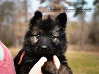Red collar female, a female German Shepherd Dog for sale in West Monroe, LA – Photo 1 of 5