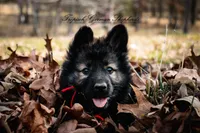 Red collar female, a female German Shepherd Dog for sale in West Monroe, LA – Photo 6 of 10