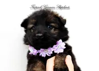 Purple collar female, a female German Shepherd Dog for sale in West Monroe, LA – Photo 3 of 9