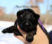 Purple collar female, a female German Shepherd Dog for sale in West Monroe, LA – Photo 7 of 9