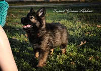 Red collar female, a female German Shepherd Dog for sale in West Monroe, LA – Photo 3 of 10