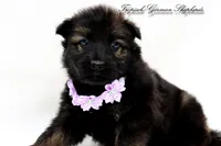 Purple collar female, a female German Shepherd Dog for sale in West Monroe, LA – Photo 2 of 9