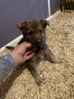 Cici’s Blue collar male , a male German Shepherd Dog for sale in West Monroe, LA – 2 of 2