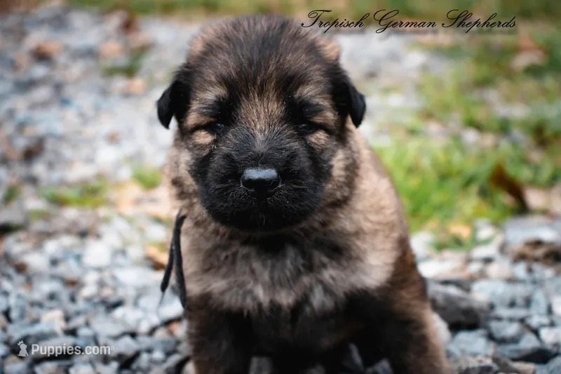 Calypso’s black collar boy – German Shepherd Dog puppy for sale in West Monroe, LA