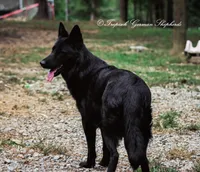 Grey collar boy, a male German Shepherd Dog for sale in West Monroe, LA – Photo 10 of 10