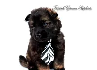 Grey collar boy, a male German Shepherd Dog for sale in West Monroe, LA – Photo 2 of 10