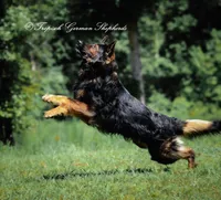 Grey collar boy, a male German Shepherd Dog for sale in West Monroe, LA – Photo 8 of 10