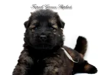 Grey collar boy, a male German Shepherd Dog for sale in West Monroe, LA – Photo 4 of 10