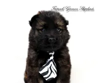 Grey collar boy, a male German Shepherd Dog for sale in West Monroe, LA – Photo 3 of 10