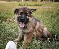 Calypso’s pink collar girl, a female German Shepherd Dog for sale in West Monroe, LA – Photo 2 of 8