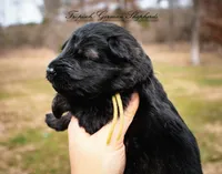 Rubies yellow collar girl, a female German Shepherd Dog for sale in West Monroe, LA – Photo 3 of 3