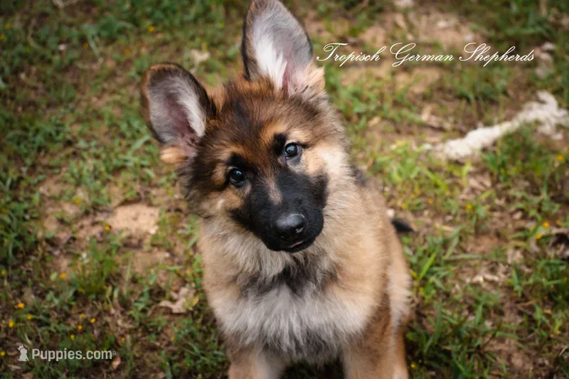 Calypso’s pink collar girl – German Shepherd Dog puppy for sale in West Monroe, LA