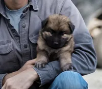 Calypso’s pink collar girl, a female German Shepherd Dog for sale in West Monroe, LA – Photo 2 of 6