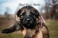 Calypso’s pink collar girl, a female German Shepherd Dog for sale in West Monroe, LA – Photo 2 of 6