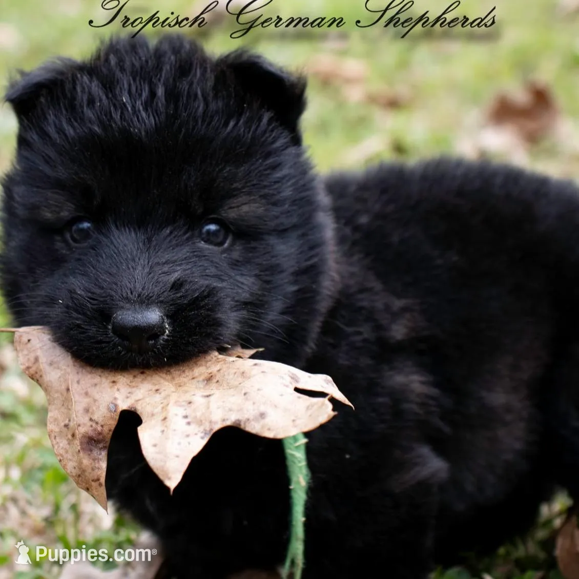 Calypso’s pink collar girl, a female German Shepherd Dog for sale in West Monroe, LA – Photo 6 of 6