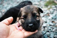 Calypso’s pink collar girl, a female German Shepherd Dog for sale in West Monroe, LA – Photo 3 of 6