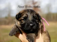 Calypso’s pink collar girl, a female German Shepherd Dog for sale in West Monroe, LA – Photo 3 of 6