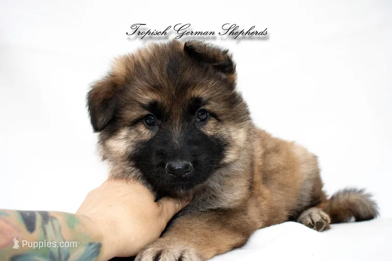 Calypso’s pink collar girl – German Shepherd Dog puppy for sale in West Monroe, LA