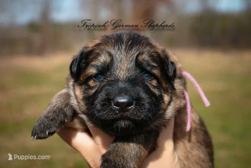 Calypso’s pink collar girl – German Shepherd Dog puppy for sale in West Monroe, LA