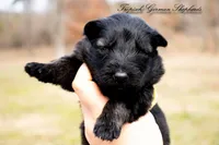 Rubies yellow collar girl, a female German Shepherd Dog for sale in West Monroe, LA – Photo 2 of 3