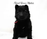 Rubies red collar girl , a female German Shepherd Dog for sale in West Monroe, LA – Photo 6 of 7