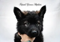 Rubies red collar girl , a female German Shepherd Dog for sale in West Monroe, LA – Photo 3 of 7