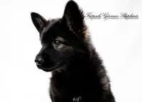 Rubies red collar girl , a female German Shepherd Dog for sale in West Monroe, LA – Photo 2 of 7